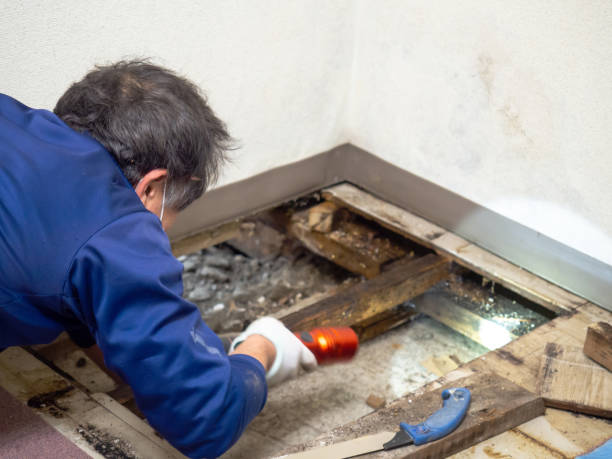 Best Residential Mold Remediation in Howland Center, OH