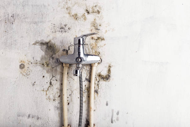 Best Industrial Mold Remediation in Howland Center, OH