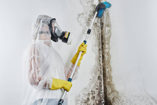 Best Basement Mold Remediation in Howland Center, OH