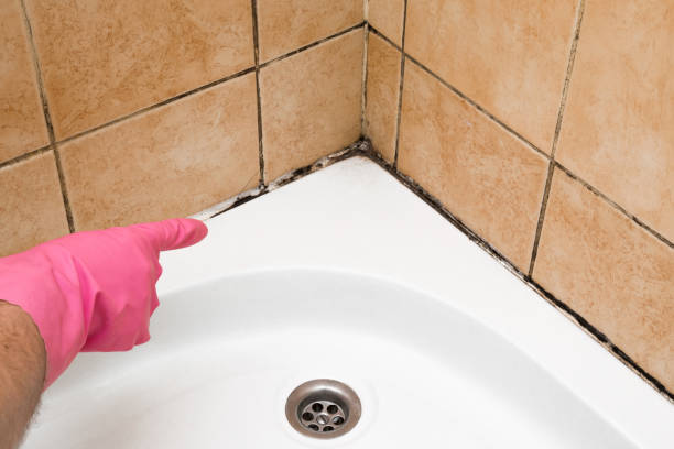 Best White Mold Remediation in Howland Center, OH